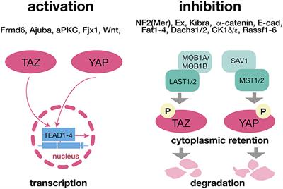 Hippo Signaling: Emerging Pathway in Stress-Related Psychiatric Disorders?